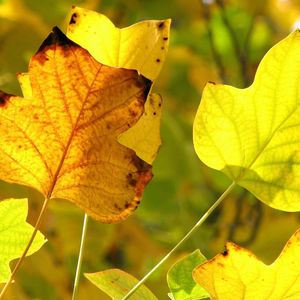 Preview wallpaper leaves, twigs, dry, autumn