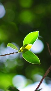 Preview wallpaper leaves, twigs, light, plant