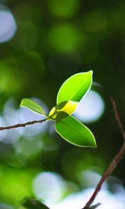 Preview wallpaper leaves, twigs, light, plant