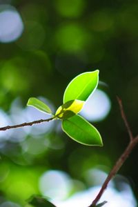 Preview wallpaper leaves, twigs, light, plant