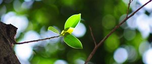 Preview wallpaper leaves, twigs, light, plant