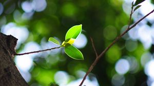 Preview wallpaper leaves, twigs, light, plant