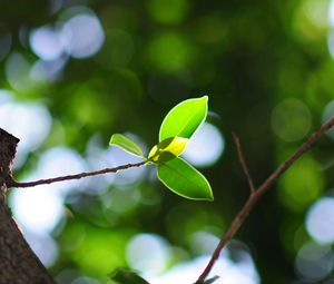 Preview wallpaper leaves, twigs, light, plant