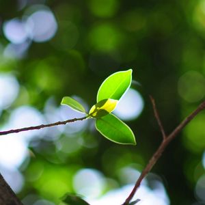 Preview wallpaper leaves, twigs, light, plant