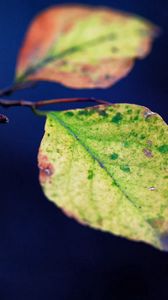 Preview wallpaper leaves, twigs, plant