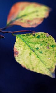 Preview wallpaper leaves, twigs, plant