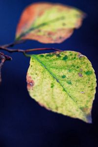 Preview wallpaper leaves, twigs, plant