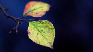 Preview wallpaper leaves, twigs, plant