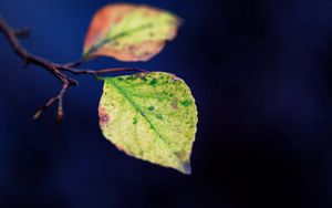 Preview wallpaper leaves, twigs, plant