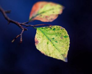 Preview wallpaper leaves, twigs, plant