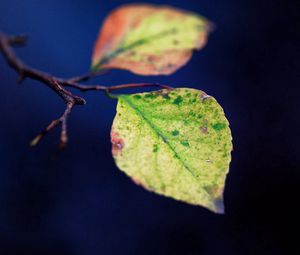 Preview wallpaper leaves, twigs, plant