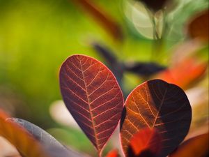 Preview wallpaper leaves, twigs, steam, glare