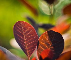 Preview wallpaper leaves, twigs, steam, glare