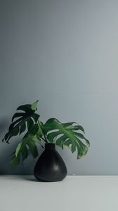 Preview wallpaper leaves, vase, wall