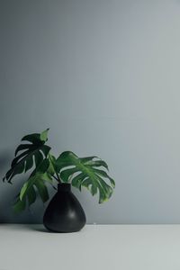Preview wallpaper leaves, vase, wall