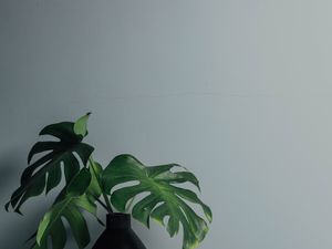 Preview wallpaper leaves, vase, wall