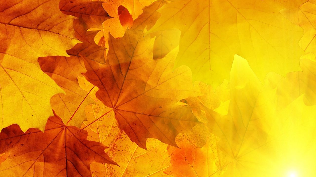 Wallpaper leaves, veins, autumn, sun