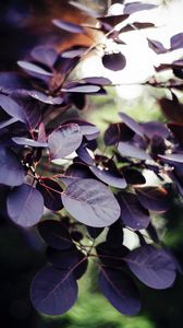 Preview wallpaper leaves, veins, branch, bush