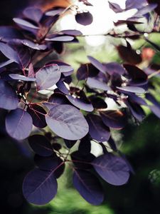 Preview wallpaper leaves, veins, branch, bush