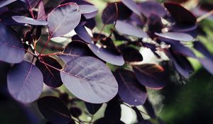Preview wallpaper leaves, veins, branch, bush
