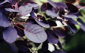 Preview wallpaper leaves, veins, branch, bush