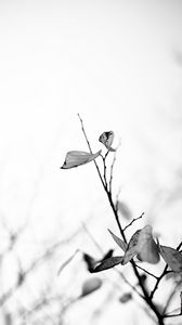 Preview wallpaper leaves, veins, branches, bw