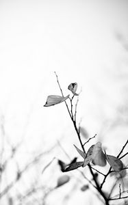 Preview wallpaper leaves, veins, branches, bw