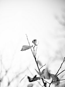 Preview wallpaper leaves, veins, branches, bw