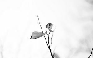 Preview wallpaper leaves, veins, branches, bw