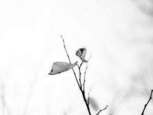 Preview wallpaper leaves, veins, branches, bw