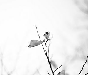 Preview wallpaper leaves, veins, branches, bw