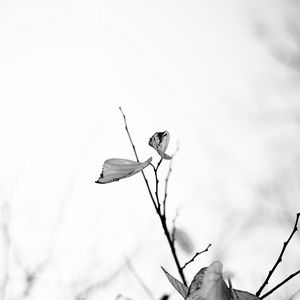 Preview wallpaper leaves, veins, branches, bw