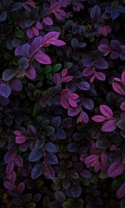 Preview wallpaper leaves, veins, bushes, branches