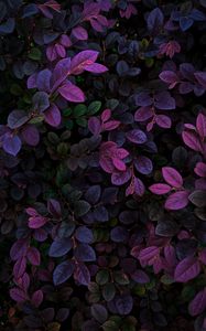 Preview wallpaper leaves, veins, bushes, branches