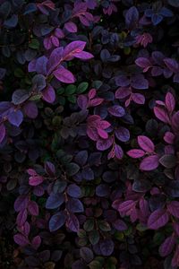Preview wallpaper leaves, veins, bushes, branches