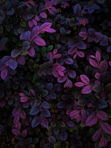 Preview wallpaper leaves, veins, bushes, branches