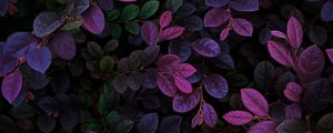 Preview wallpaper leaves, veins, bushes, branches