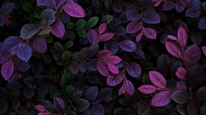 Preview wallpaper leaves, veins, bushes, branches