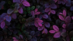 Preview wallpaper leaves, veins, bushes, branches