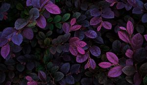 Preview wallpaper leaves, veins, bushes, branches