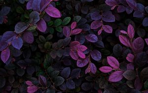 Preview wallpaper leaves, veins, bushes, branches
