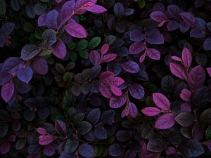 Preview wallpaper leaves, veins, bushes, branches