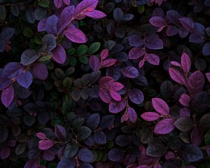 Preview wallpaper leaves, veins, bushes, branches