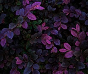 Preview wallpaper leaves, veins, bushes, branches