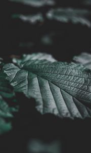 Preview wallpaper leaves, veins, close-up