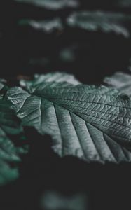Preview wallpaper leaves, veins, close-up