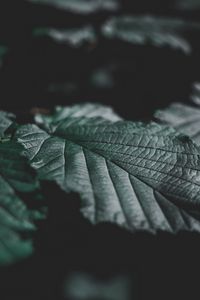 Preview wallpaper leaves, veins, close-up