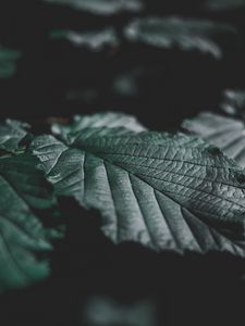 Preview wallpaper leaves, veins, close-up