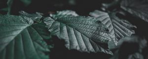 Preview wallpaper leaves, veins, close-up