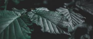 Preview wallpaper leaves, veins, close-up